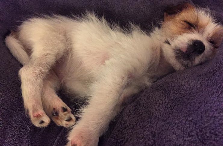 15873065_1231814110238160_8268445965832484585_n