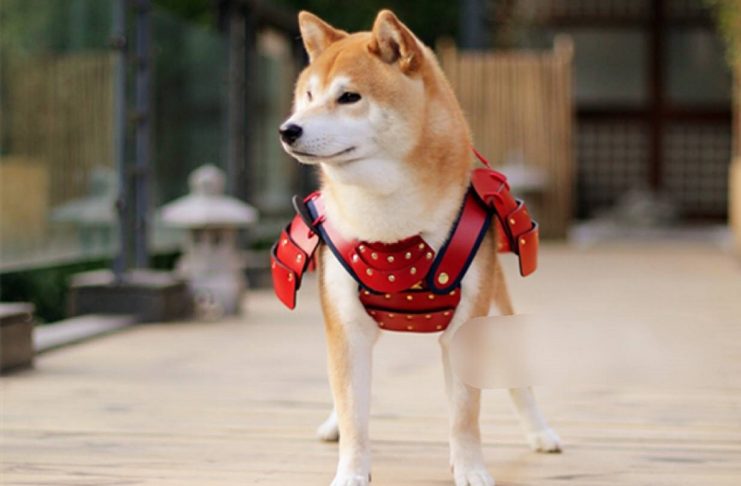 18673304_1037697023032269_7402164680275323053_o