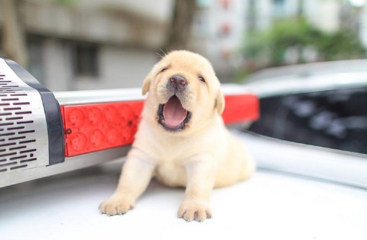 19029731_1342098172494507_4197384408999785234_n