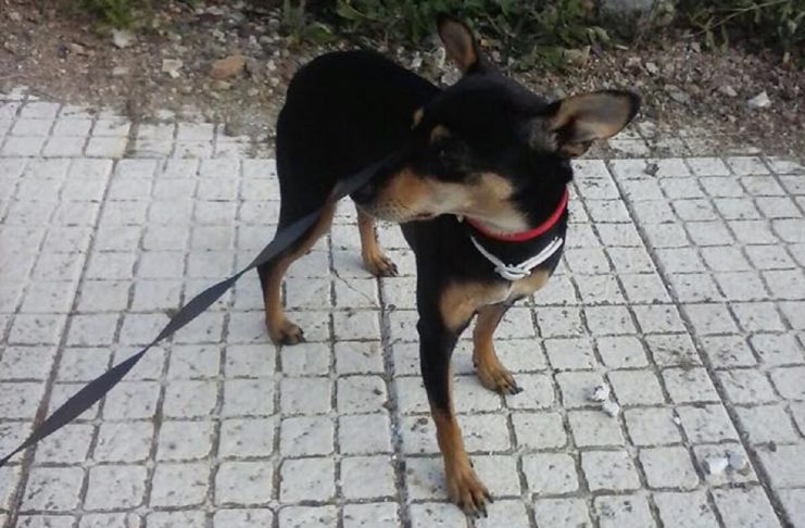 20292769_10154846272621794_7103034497380029628_n