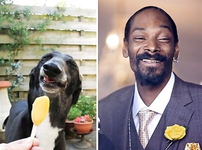 Snoop Dogg e um cão