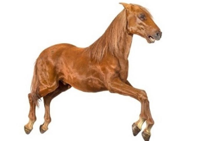 cavalo-cenografico-do-filme-gladiador-2000-1523036182416_615x300