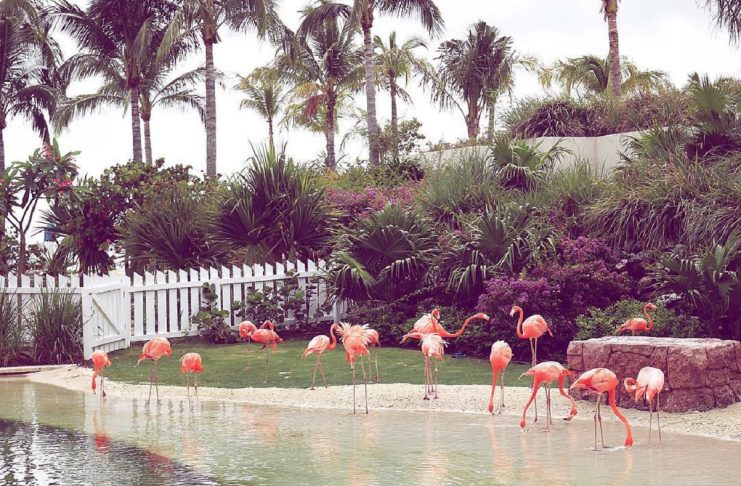 34982614_495075774245337_9148139405423149056_n