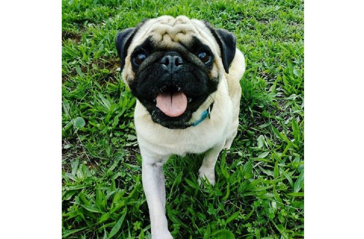 45282613_510580889420584_7263940367830906729_n